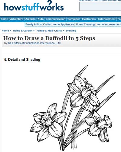  Daffodil drawing for Hand  Size:400x502