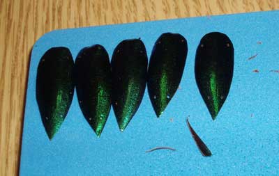 Preparing Beetle Wings for Embroidery