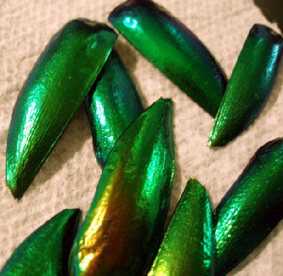 Green Beetle Wings for Hand Embroidery