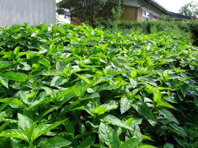 Roadside Yomogi for Natural Dyed Embroidery Threads
