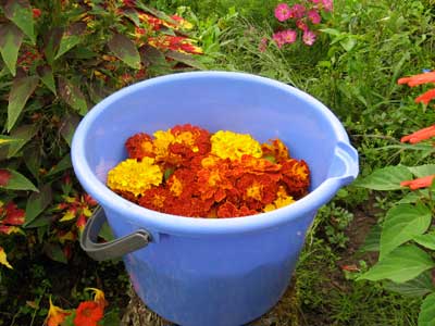 Marigold Blooms for Natural Dyed Embroidery Threads