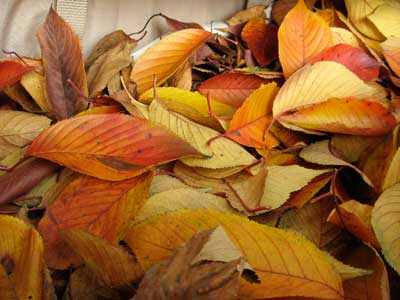 Sakura Leaves for Natural Dyed Embroidery Threads