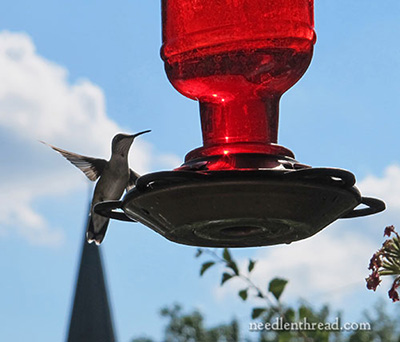 Hummingbird at Feeder