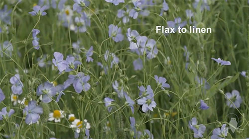 Flax to Linen Video